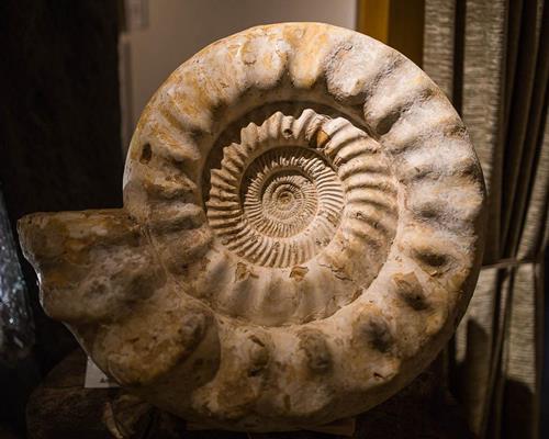 Fossilien - ArsMINERALIS