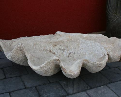 Tridacna fossiele reuzenmosselen uit Kenia
