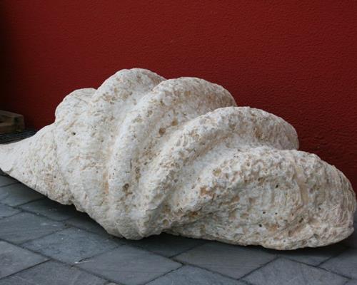 Tridacna giant fossilised clams from Kenya